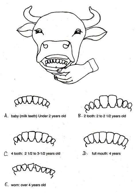 Cow Teeth Cattle Ranching Cattle Farming Showing Livestock