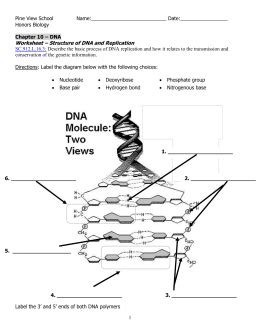 Start studying dna structure and replication pogil. studylib.net - Essys, homework help, flashcards, research ...
