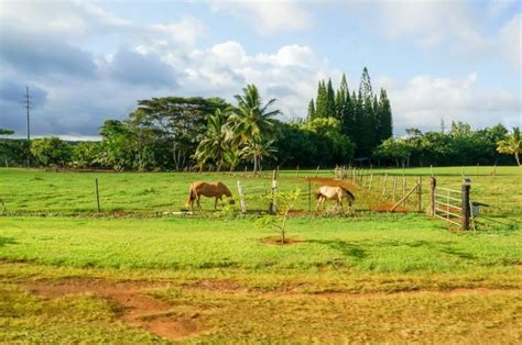 Kauai Luau Review Luau Kalamaku At Kilohana Plantation 2023