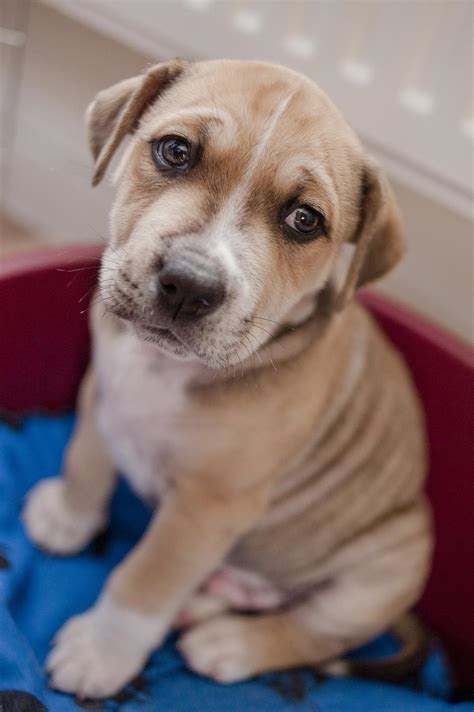 Puppy And Dog Vaccinations Blue Cross