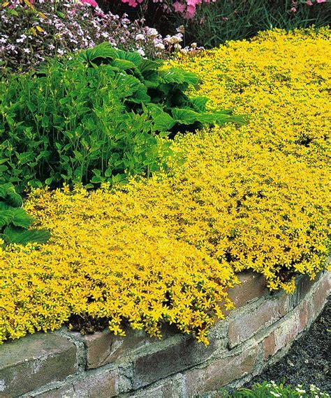 Ground Cover With Yellow Flowers In Summer Flowers Xza