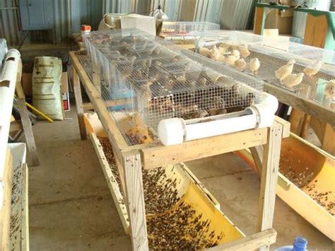 However, the small version of the plans are perfect for the smaller quail birds such as the coturnix. half pipe poop catcher | Billy Goat Gruff | Pinterest | Quails, Raising quail and Raising chickens