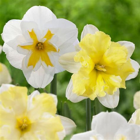 Daffodil Narcissus Cassata Lemon Beauty Daffodil Bulbs Longfield