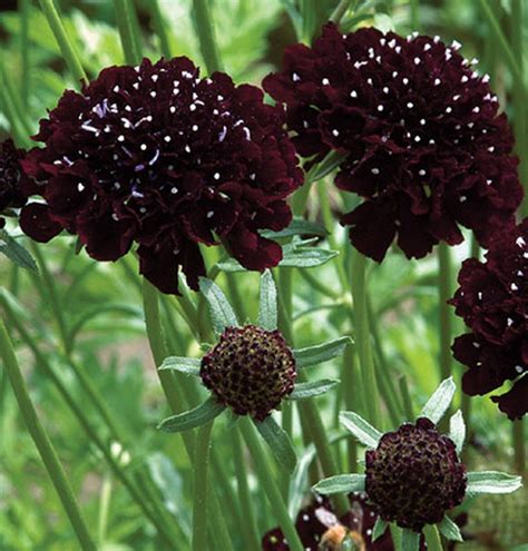 Scabiosa Black Knightpin Cushion Plant Gothic 15 Seeds Etsy Dark