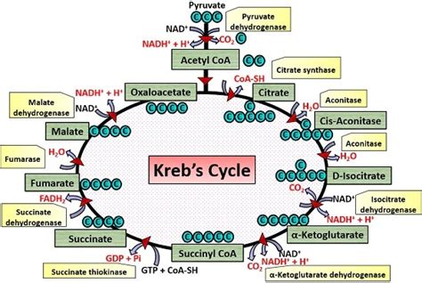 Steps Of The Krebs Cycle