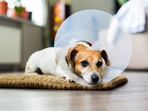 Open 24 hours a day, 7 days a week— four paws pet hotel & resort is the only real hotel for pets! 4 Paws Pet Resort - Dog Boarding, Doggie DayCare, Dog Grooming