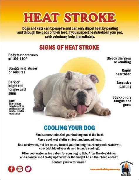 If interested in adopting a bulldog or have any questions or comments, visit any of the links below. Pin on animal safety tips