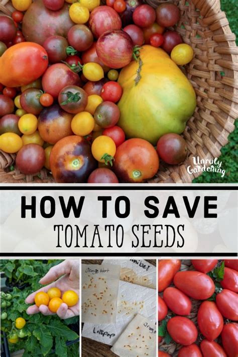 How To Save Tomato Seeds Without Fermenting Unruly Gardening