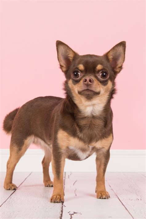 Light Brown Chihuahua Puppy Pets Lovers