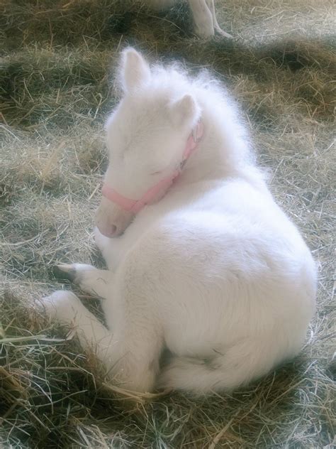 Cuteness Photo Credit Unknown Cute Baby Horses Cute Horses Albino