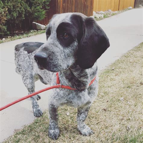 This Is Marlowe He’s Half Basset And Half German Shorthair Pointer R Bassethounds