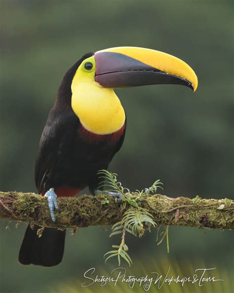 Black Mandibled Toucan In Costa Rica Shetzers Photography
