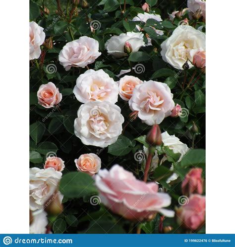 Bright Attractive White Peach Pink Color Tender Roses In Bloom At A