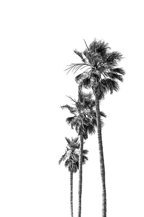 Minimalist Palm Trees Photograph By Melanie Viola