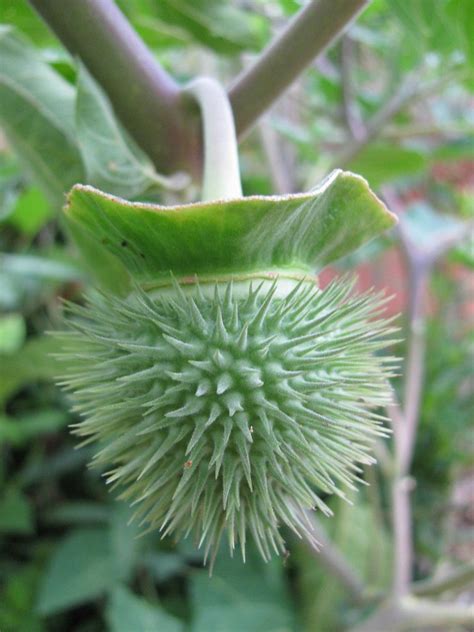 Seed Pod Seed Pods Flower Seeds Trees To Plant