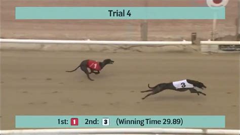 Swindon Greyhounds Trials On 19th May 2023 Youtube