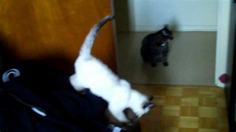 Kitten Stalking Cat Youtube