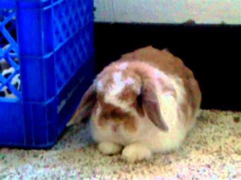 Most bunnies are easily adaptable to a new environment, and there are many that wind up in foster care that need homes. full grown holland lop bunnies etc - YouTube