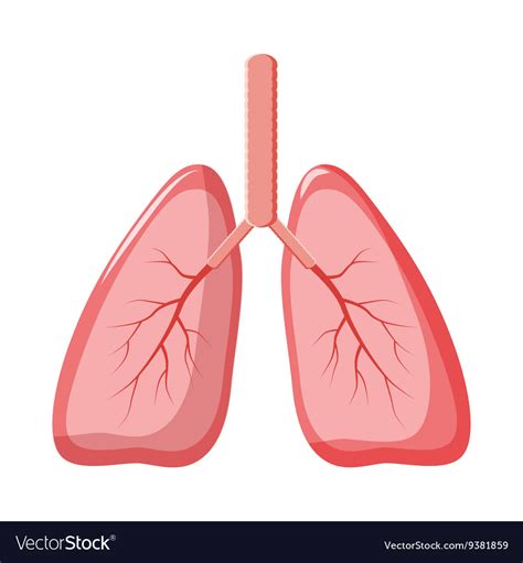 Pulmonary Embolism Human Lungs And Heart Pulmonary Embolism Blockage