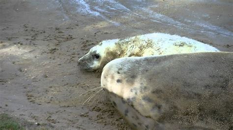 Seal Pup Feeding At Donna Nook Youtube