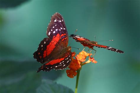 Visitare la casa delle farfalle a montegrotto è un'esperienza fiabesca, di vero e puro contatto con la natura, composto da più punti di vista che daranno agli ospiti un'ottica particolare ed innovativa sulla natura che ci circonda. Casa delle farfalle Montegrotto Terme | JuzaPhoto