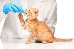 Alternative Ways To Give Your Cat Medicine Kelley Ross Pharmacy Group