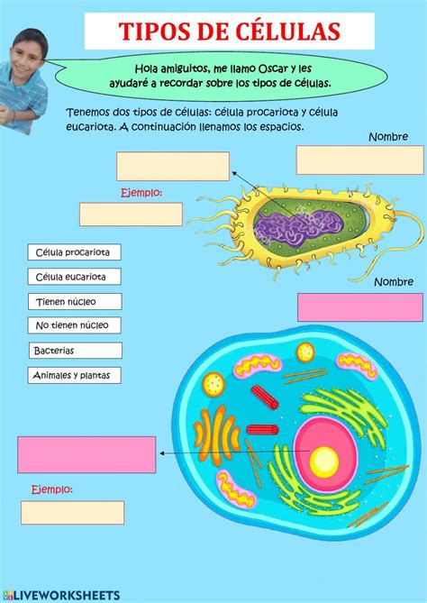 A Diagram Of The Cell And Its Structures In Spanish With Caption For