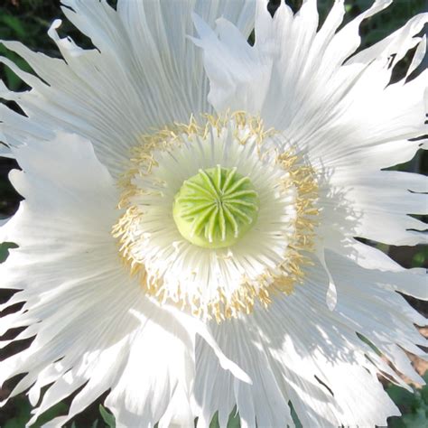 Fringed Persian White Poppy 250 Seeds The Seed Basket