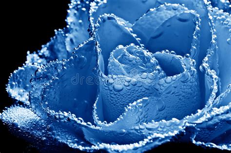 Blue Rose With Water Drops Stock Image Image Of Beauty 7935113
