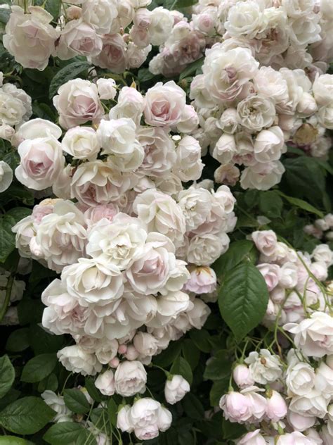 Feb 05, 2021 · yes, you do need white flowers in your garden! Patricia Standridge-Main adlı kullanıcının flowers&gardens ...