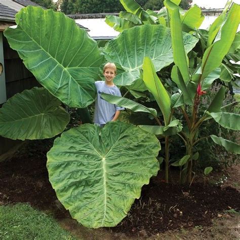 15 Annuals That Bloom All Summer Pouted Com Elephant Ear Plant