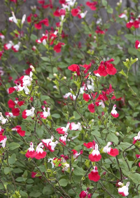 Trees with spring flowers and autumn colour are often the best choices credit: Hot Lips Sage Salvia microphylla 'Hot Lips' (Could this be ...