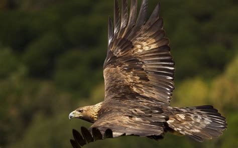 El águila mexicana el espíritu de méxico en sus objetos. El águila real mexicana, símbolo de nuestra identidad ...