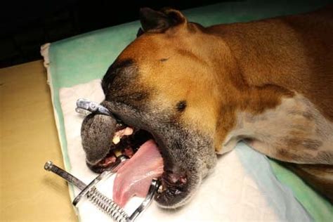 Oral Squamous Cell Carcinoma In Dogs