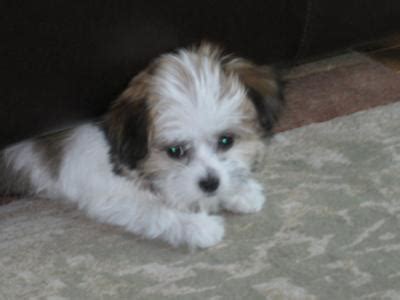 There are also various face shapes you can do. Maltese Lhasa Yorkie Longhair Chihuahua Mix - Cooper