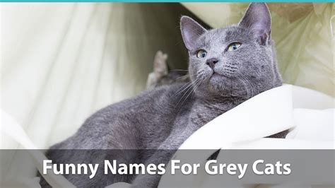 Top 120 Names For Grey Cats Cute Funny Unique Puns And More