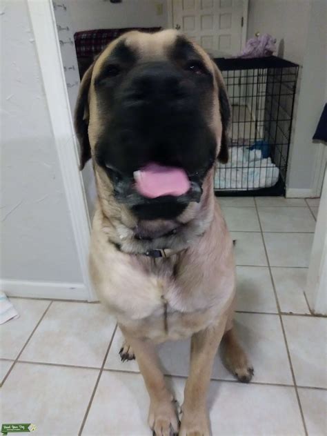 English Mastiff Stud Dog In North Carolina The United States Breed