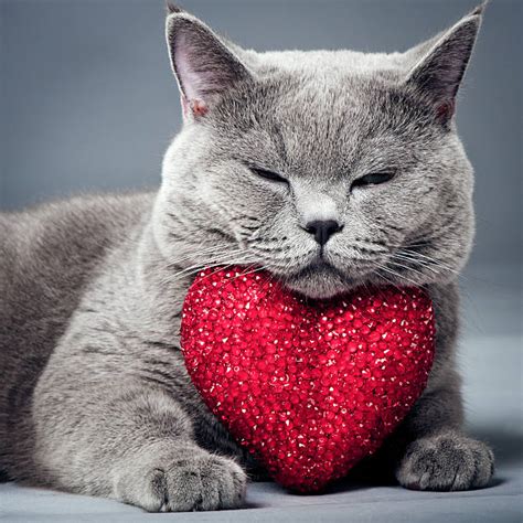 Cat Valentine Bilder Und Stockfotos Istock