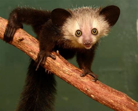 Learn About Lemurs Lemur Conservation Network