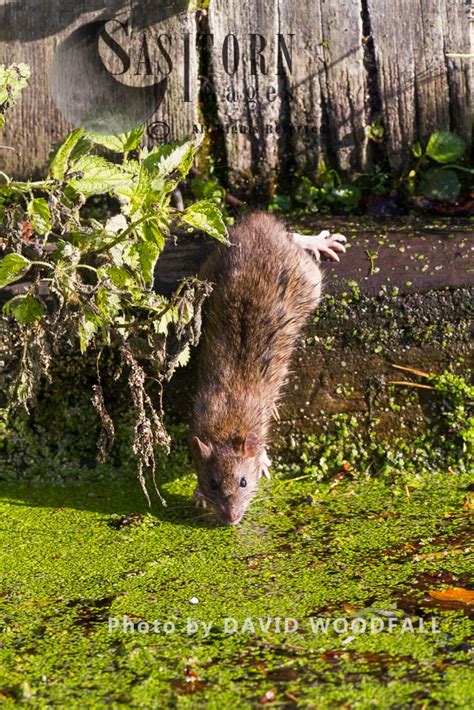 Brown Rats Rattus Norvegicus Norfolk England Sasy Images