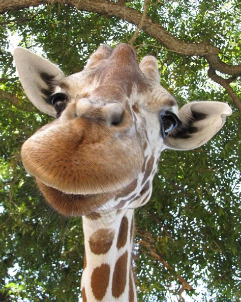 Who Else Is As Happy As This Adorable Giraffe💓🦒 Giraffe