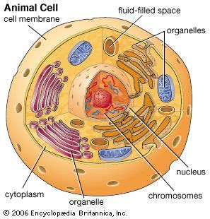 Maybe you would like to learn more about one of these? Art:Animal cells do not have cell walls. They can change ...