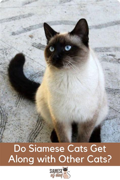 The carnivora order breaks into animal families that include felidae (cats), canidae (dogs), ursidae (bears), and mustelidae (weasels). Do Siamese Cats Get Along with Other Cats? | Siamese of ...