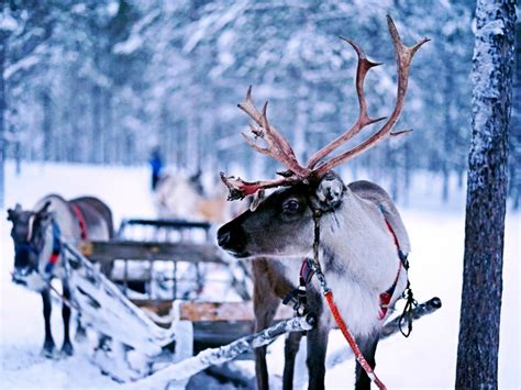 Top Things To Do In Lapland Best Lapland Activities 2021