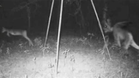 Super Strange And Creepy Pictures Caught By Trail Cameras