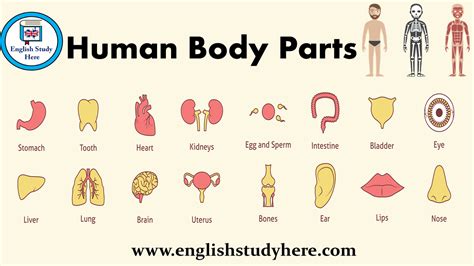 Students match the words to the correct pictures and complete the crossword. Human Body Parts - English Study Here