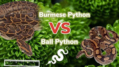 Differences Between A Ball And Burmese Python Plus Feeding Ticktok
