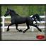 Salina  Friesians Of Majesty Friesian Stallions And Horses For Sale