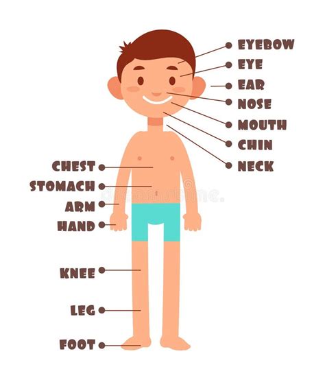 Cartoon Boy Kids Body Parts With English Vocabulary Vector Set Stock