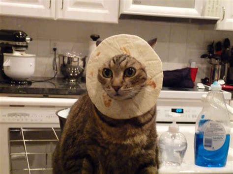 The 40 Most Awkward Cats Of 2013 Funny Cat Pictures Funny Cats